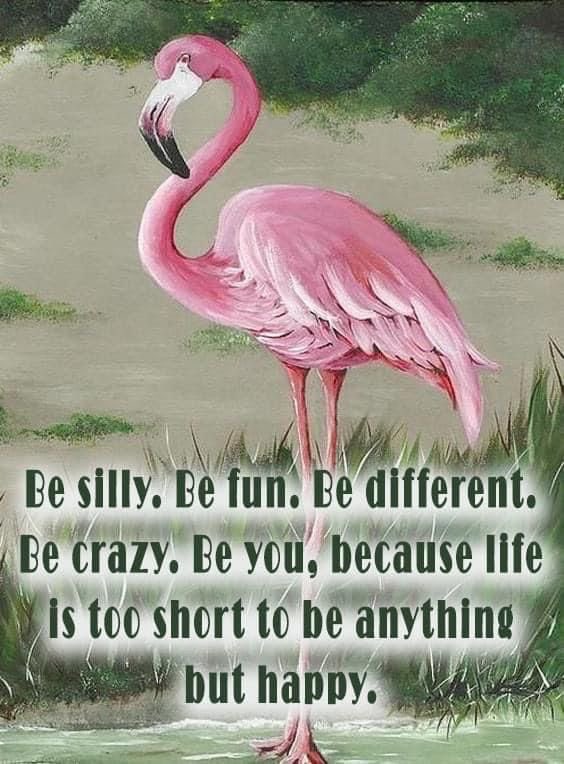 Be silly. Be fun. Be different. Be crazy. Be you, because life is too short to be anything but happy. 
AuraInPink.com🦩

#aurainpink #fabulous #lifestyle #befun #bedifferent #becrazy #beyou #lifeisshort #behappy #pinkaura #positivevibes #happygirlsaretheprettiest