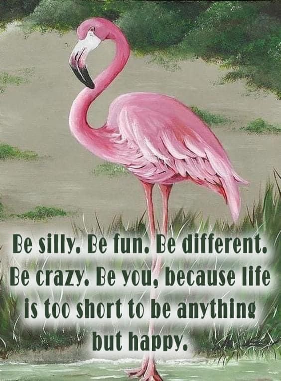 AuraInPink's tweet photo. Be silly. Be fun. Be different. Be crazy. Be you, because life is too short to be anything but happy. 
https://t.co/3QqDrZV2Dh🦩

#aurainpink #fabulous #lifestyle #befun #bedifferent #becrazy #beyou #lifeisshort #behappy #pinkaura #positivevibes #happygirlsaretheprettiest https://t.co/x0z7SJfNVf