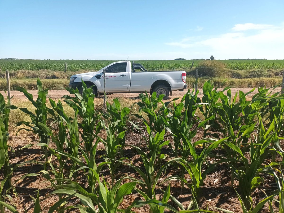 NicolasSeoane7's tweet photo. Recorrida de Lotes por Zona de Ing Luiggi y Parera - La pampa junto a nuestro distribuidor @ALZ_Agro @semillasnord La Lujan SA. 

#AcruxPWE #RFG22RR y #RFG22RE 

Fechas de siembra Tardías y Tempranas. https://t.co/Bzdc3ywQq1