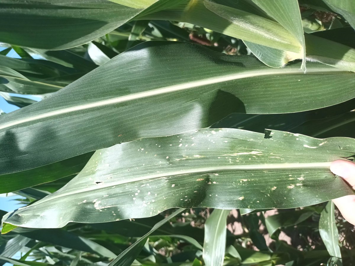 NicolasSeoane7's tweet photo. Recorrida de Lotes por Zona de Ing Luiggi y Parera - La pampa junto a nuestro distribuidor @ALZ_Agro @semillasnord La Lujan SA. 

#AcruxPWE #RFG22RR y #RFG22RE 

Fechas de siembra Tardías y Tempranas. https://t.co/Bzdc3ywQq1