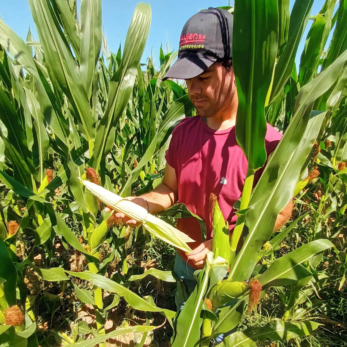 NicolasSeoane7's tweet photo. Recorrida de Lotes por Zona de Ing Luiggi y Parera - La pampa junto a nuestro distribuidor @ALZ_Agro @semillasnord La Lujan SA. 

#AcruxPWE #RFG22RR y #RFG22RE 

Fechas de siembra Tardías y Tempranas. https://t.co/Bzdc3ywQq1