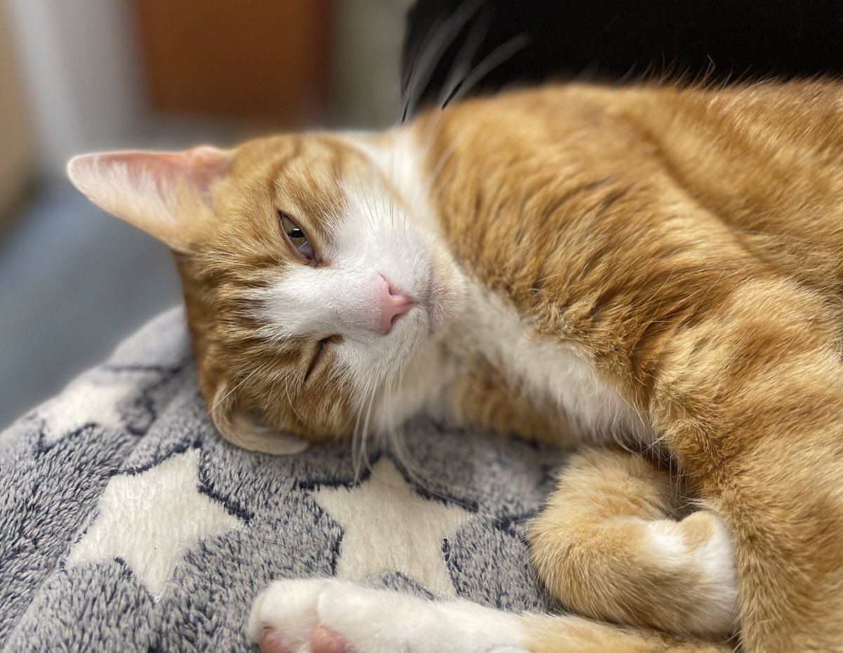 Night night sweet dreamies 

If you're lucky enough to be different, don't ever change.
-Taylor Swift

#cats #cats #Cat #CatsOnTwitter #CatsOfTwitter <a href="/taylorswift13/">Taylor Swift</a>