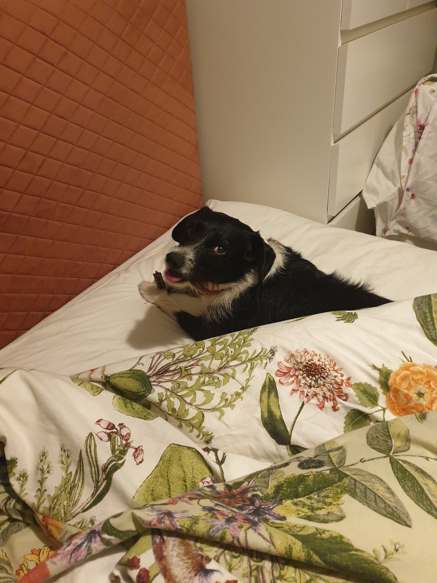 Frens! Im NOT allowed treats in bed so when I get my bedtime tooffy chew while mum gets ready, I am definitely NOT allowed to hide it under the pillow until mum is about to get in& then chew it where her head should be. But i did anyway! #Cheeky #DogsOnTwitter #NotAllowedHere