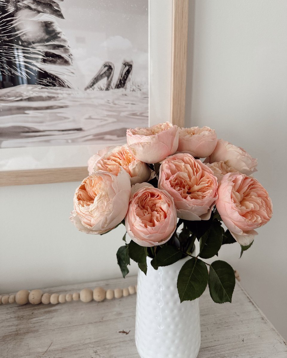 It's still ROSE WEEK - take 20% off roses with code ROSE! Only the most luxe for your Valentine—  David Austin roses are the world’s finest roses bred for perfection by famed rose breeder David Austin 🌹