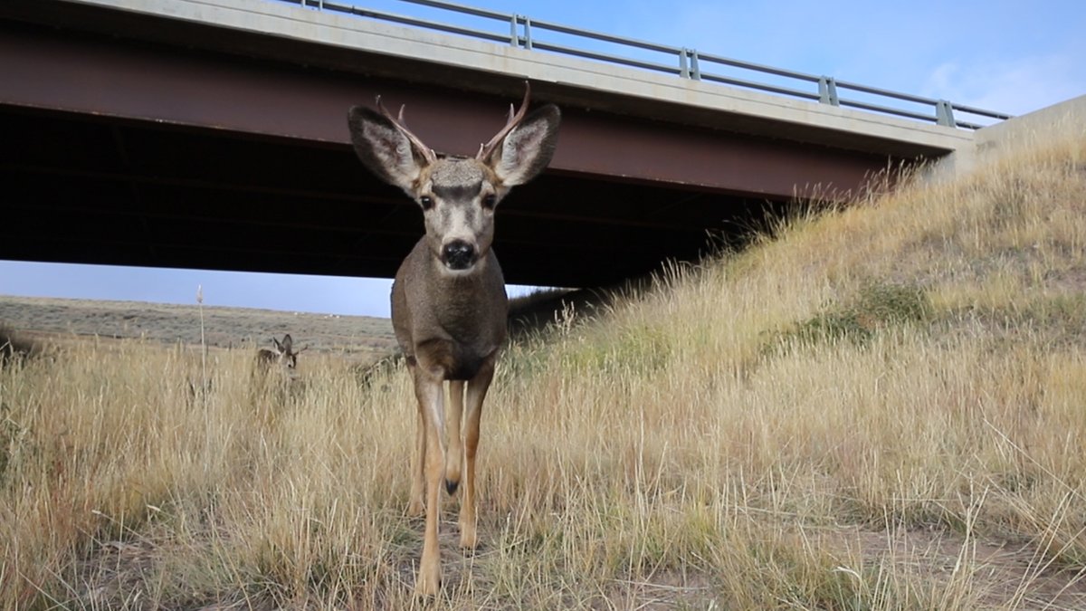 The Wyoming Game and Fish Commission met in Cheyenne for its January meeting. The Commission voted to allocate $504,000 to improve mule deer habitat for 10 herd units across the state. This will be leveraged with partner funding for a total impact of $4.38 million! #MuleDeer