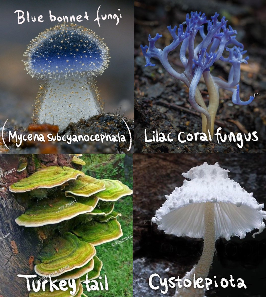 feefal_'s tweet image. Funguary starts tomorrow, February 1st! 
Week 1: CELESTIAL✨

Let’s go draw some weird shit y’all