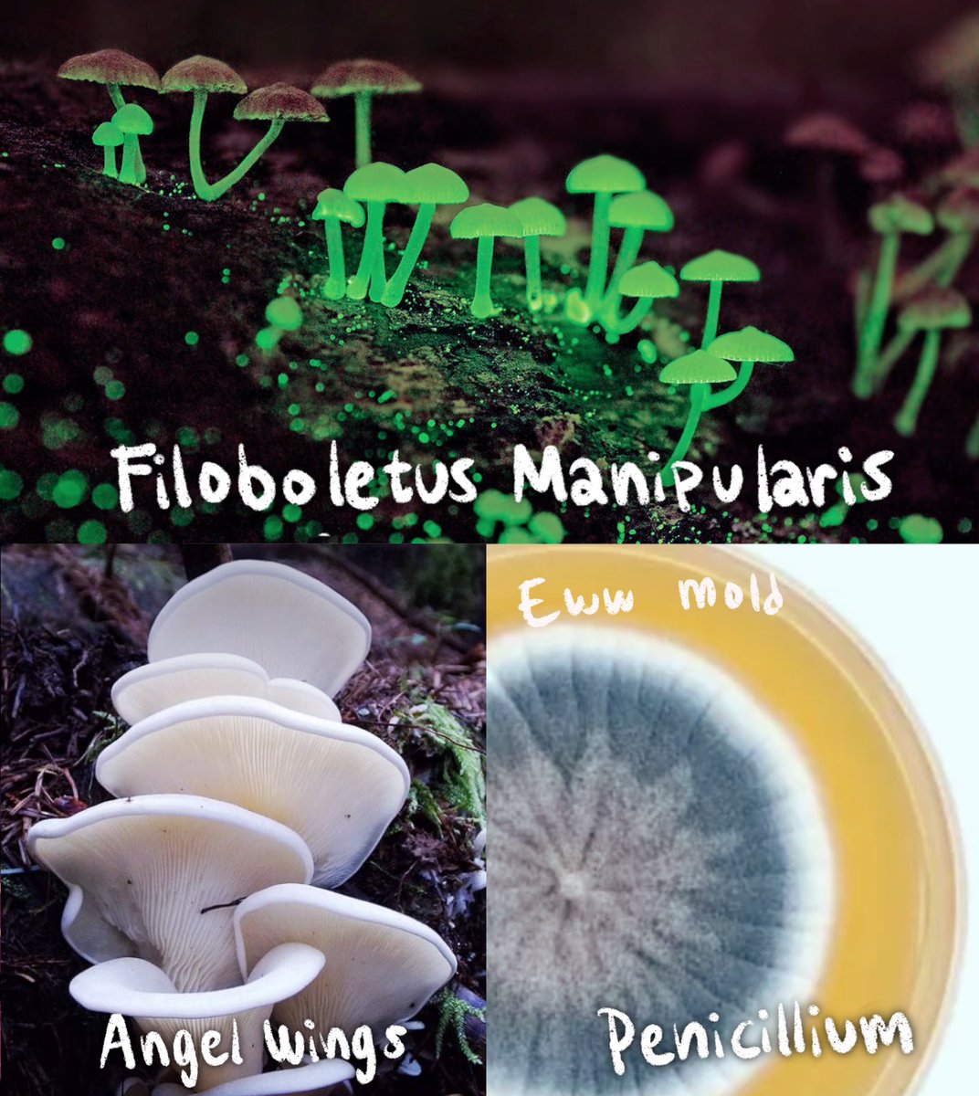 feefal_'s tweet image. Funguary starts tomorrow, February 1st! 
Week 1: CELESTIAL✨

Let’s go draw some weird shit y’all