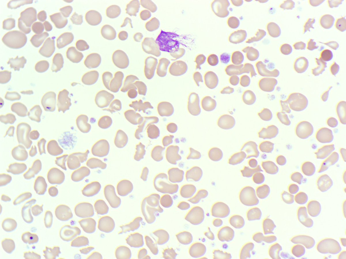 BloodScientist tweet picture