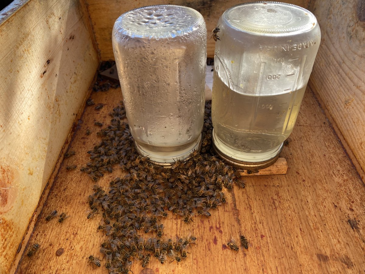 alisonsimons's tweet photo. The bees seem to be doing well. It has been a fairly mild winter so far. This means that they’re able to drink the sugar water I’ve been feeding them.  That’s what they’re doing in this photo here. https://t.co/hx6j5wS840 https://t.co/in5ZMhyTHG