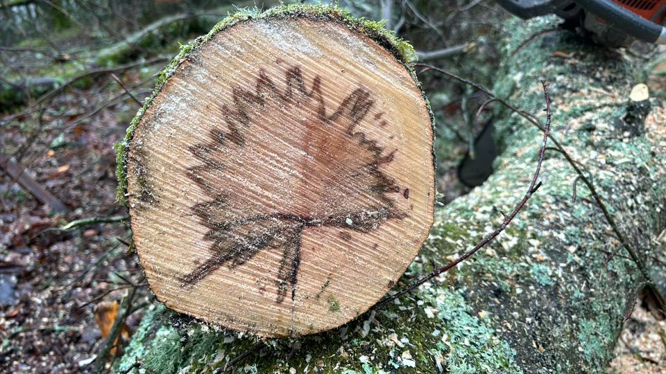 A bit like this Beech log our visitor centre has something special in it…… We open tomorrow 10am. #welcomeback @thedawyckcafe Visit our website for more information on prices, membership and our spectacular living collection. RBGE.org.uk