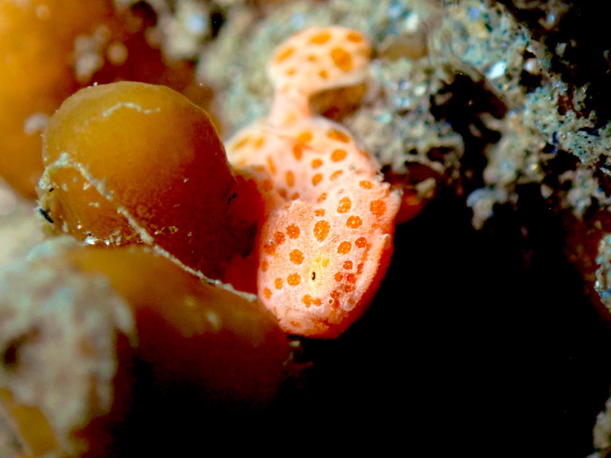 What is better than a #frogfish? A teeny tiny #frogfish!! #timorleste #cryptobenthic #teamfish