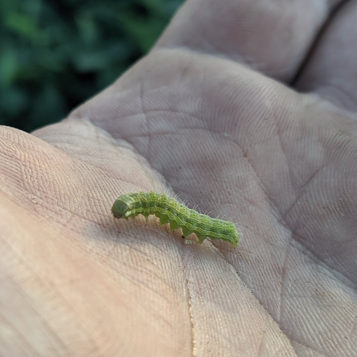 jmg_agro's tweet photo. Primeros lotes con isoca bolillera por encima del umbral de control en sudeste BA. Soja en estadíos reproductivos, el daño es muy relevante.
La fauna benéfica está trabajando.
Importante el manejo de umbrales de acción y el uso productos selectivos.
#manejointegradodeplagas https://t.co/uQc0I8w770