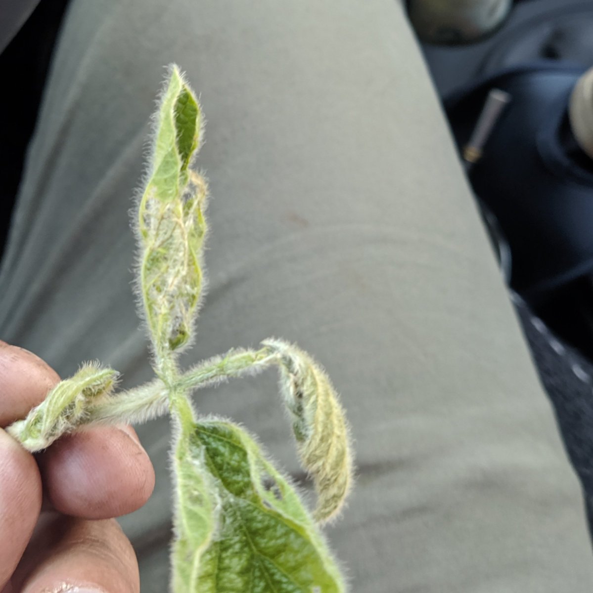 jmg_agro's tweet photo. Primeros lotes con isoca bolillera por encima del umbral de control en sudeste BA. Soja en estadíos reproductivos, el daño es muy relevante.
La fauna benéfica está trabajando.
Importante el manejo de umbrales de acción y el uso productos selectivos.
#manejointegradodeplagas https://t.co/uQc0I8w770