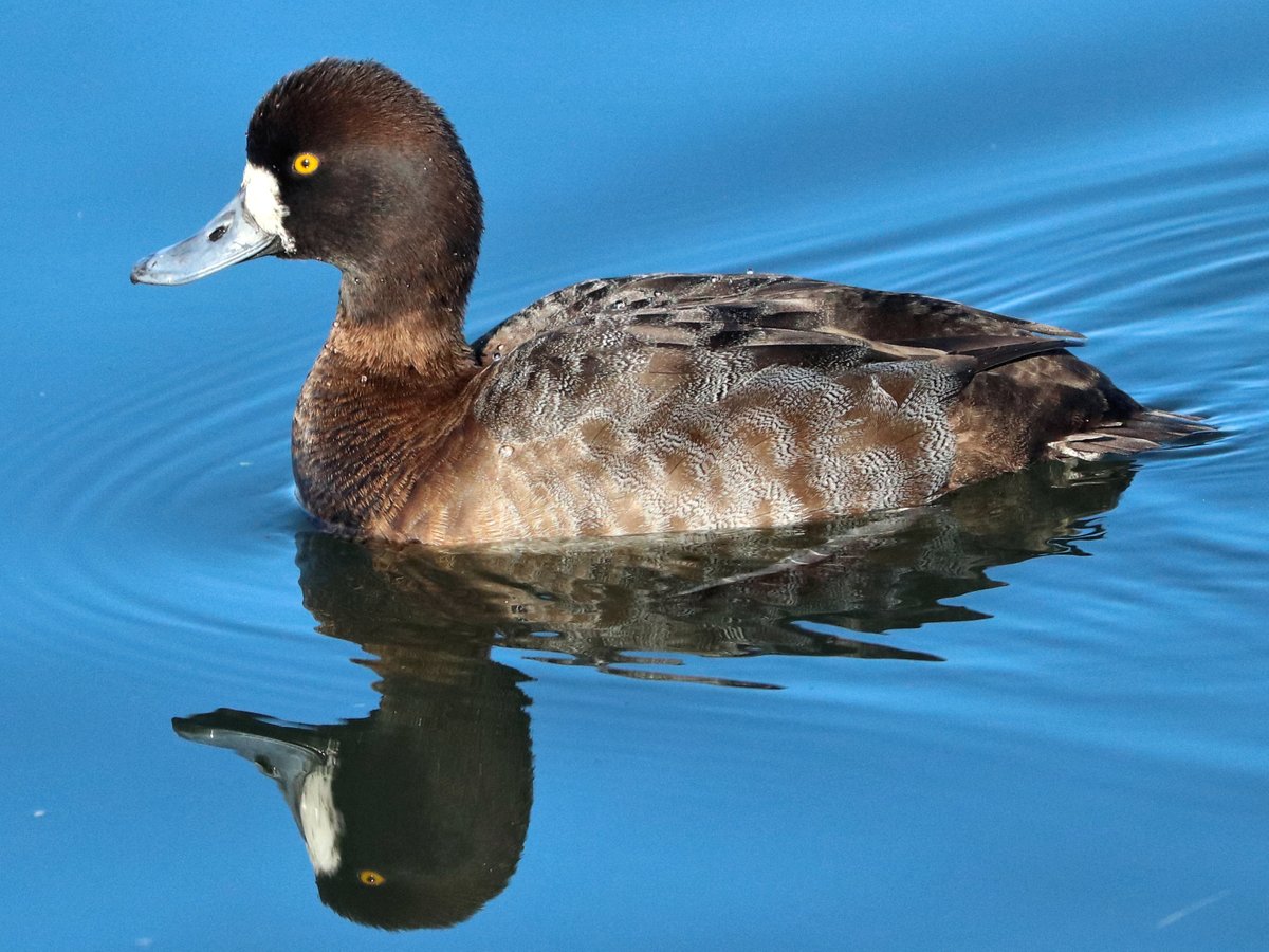 Dabbling duck
#ThingsOutside