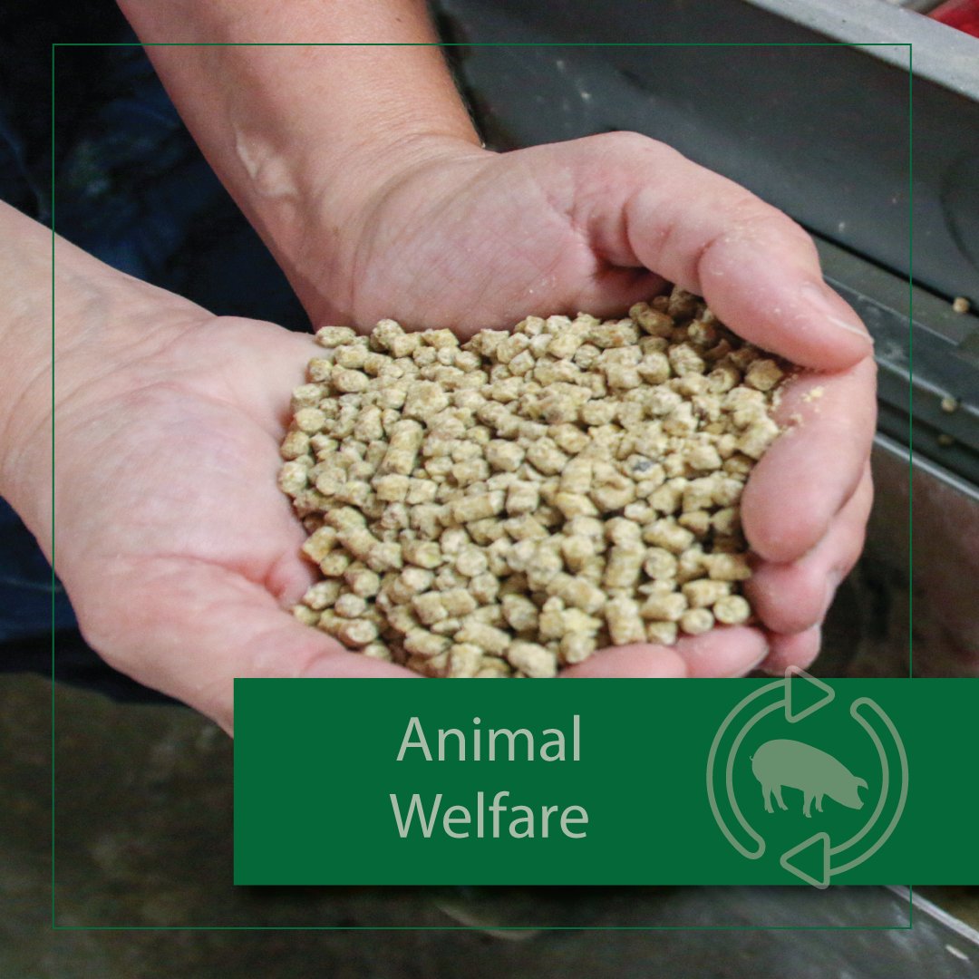 VAPorkCouncil's tweet photo. Pigs eat based on plans created by animal nutritionists so they receive the ideal balance of nutrients to help them grow and thrive at every age and stage. These diets are designed to meet the specific needs of a pig’s various life stages, helping them grow and stay healthy. https://t.co/FFwtNdemPZ