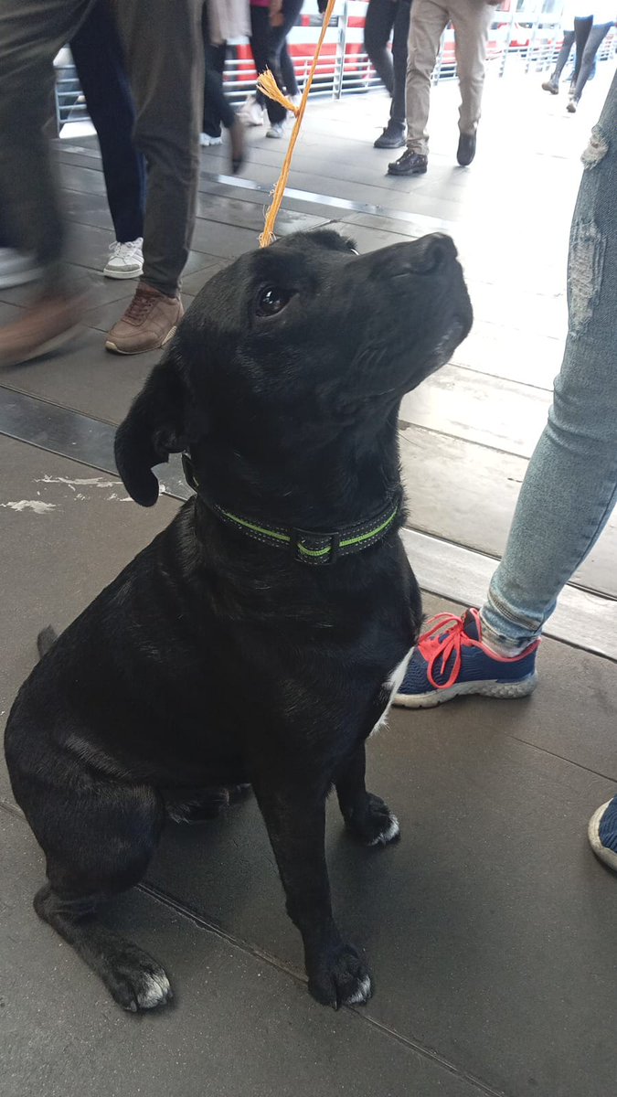 TransMilenio's tweet photo. Tenemos en la estación Calle 26 con nuestro equipo a este perrito. 

Lo encontramos con collar, es muy tierno y dócil, y tiene un lunar de pelo blanco en el pecho. 

Nuestro equipo le dio comida y agua pero anda todo cabizbajo; esperamos que no sea un caso de abandono y aprovechamos para recordar la importancia de que los animales de compañía porten  collar con identificación.

Si lo conoces o le puedes dar un hogar de paso, por favor DM. 

CC @AnimalesBOG