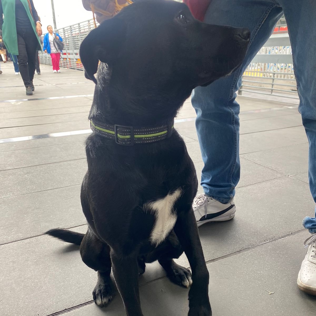 TransMilenio's tweet photo. Tenemos en la estación Calle 26 con nuestro equipo a este perrito. 

Lo encontramos con collar, es muy tierno y dócil, y tiene un lunar de pelo blanco en el pecho. 

Nuestro equipo le dio comida y agua pero anda todo cabizbajo; esperamos que no sea un caso de abandono y aprovechamos para recordar la importancia de que los animales de compañía porten  collar con identificación.

Si lo conoces o le puedes dar un hogar de paso, por favor DM. 

CC @AnimalesBOG