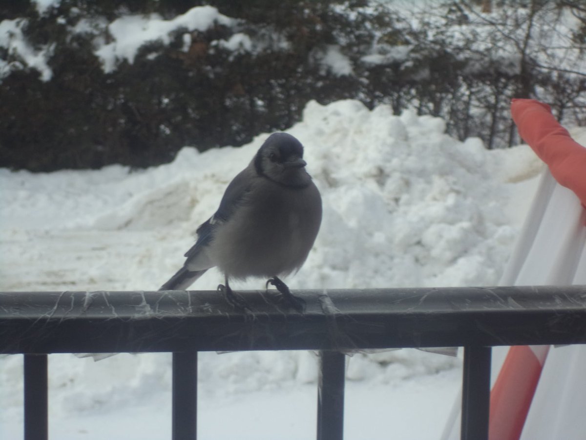 TerryToll's tweet photo. @harry_fosters Harry have you ever tried to take a photo of a Blue Jay that is two feet away from you (Without a Zoom Lens?) Here is a pro tip...Krazy Glue! #TerrysTips https://t.co/MmMuVic1oh