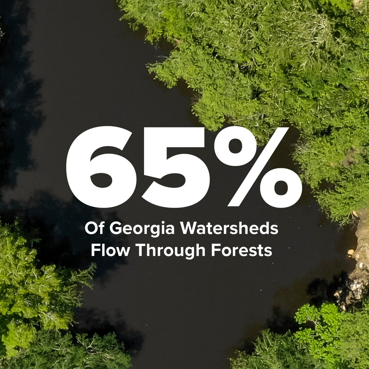 Georgia Forestry Foundation tweet media