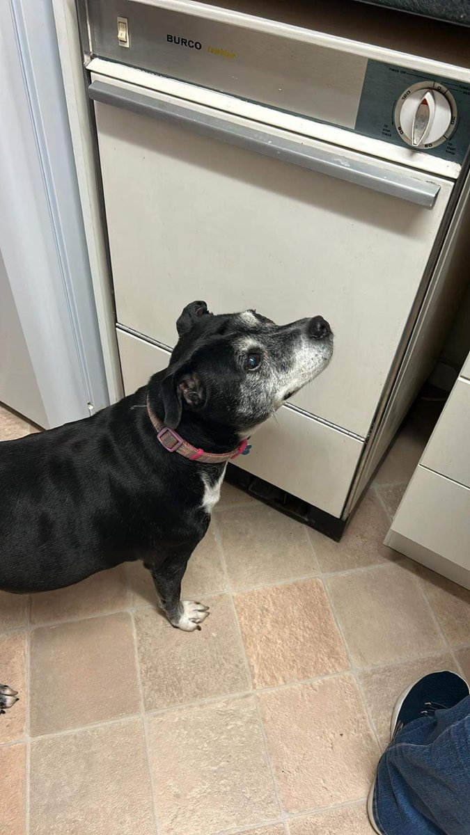 Urgent, please retweet to help find BEX an emergency foster home #DORSET #UK - within 1 hour's drive.
Children ok aged 12+, best as the only pet.
Aged 13, needing a temporary foster home as her owner is poorly. She is understandably stressed without him.
Bex was adopted through