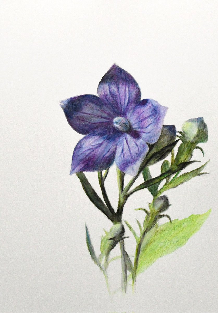 「水彩色鉛筆はまだ慣れてない。時々しか描かないっていうのもある。水で溶かしたときの」|Naoya Ohtaniのイラスト