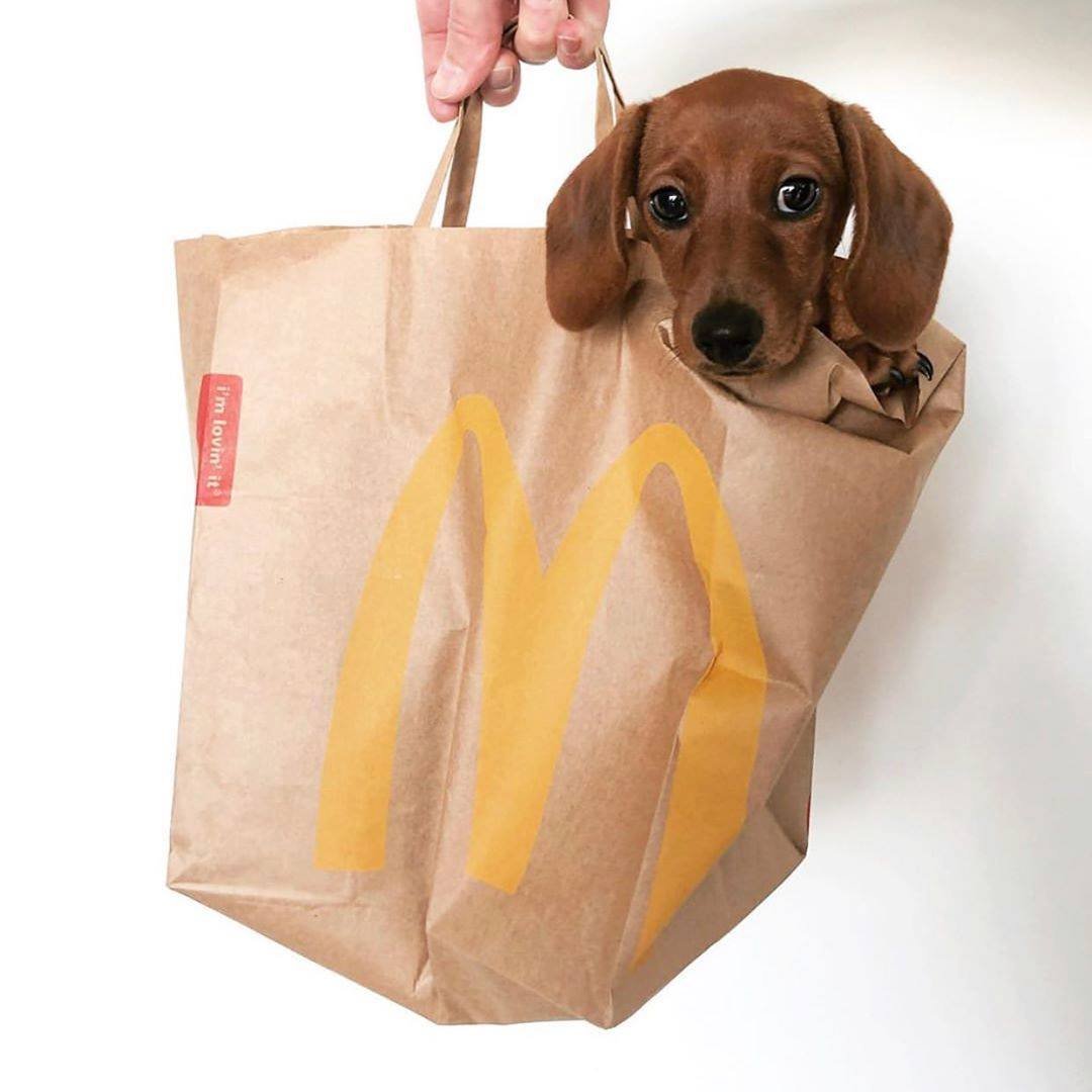 Salsichinhas tweet media