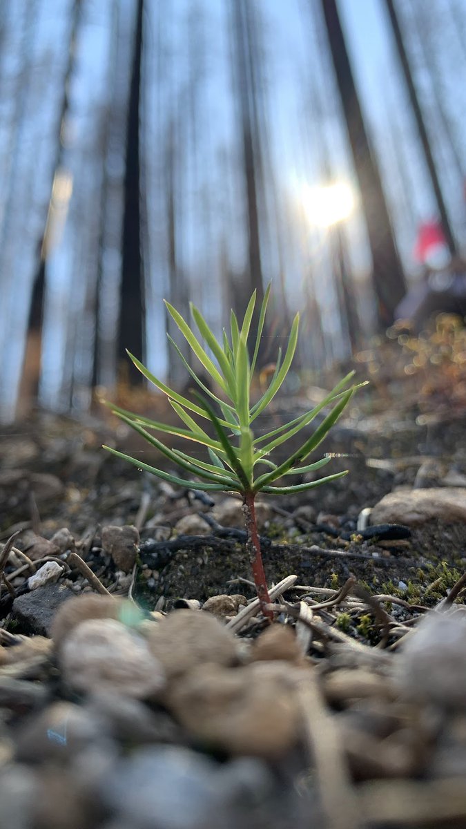 How are forests recovering after recent large+severe wildfires in NW Cascades? In work led by PhD student @LaughlinMM, we found.. ..surprisingly fast, compared to many drier forests in the w US. +Age of forest pre-fire is important! Now out in FEM:sciencedirect.com/science/articl… (1/5)