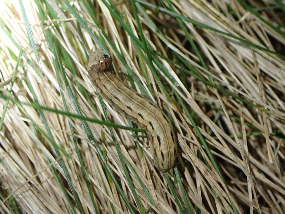 In the passageway by our house is the most miserable patch of grass you can imagine. A line of Red Fescue which looks more dead than alive. But every winter it is covered in moth caterpillars, 10+ seen by torchlight last night. Probably all Square-spot Rustic. #MothsMatter