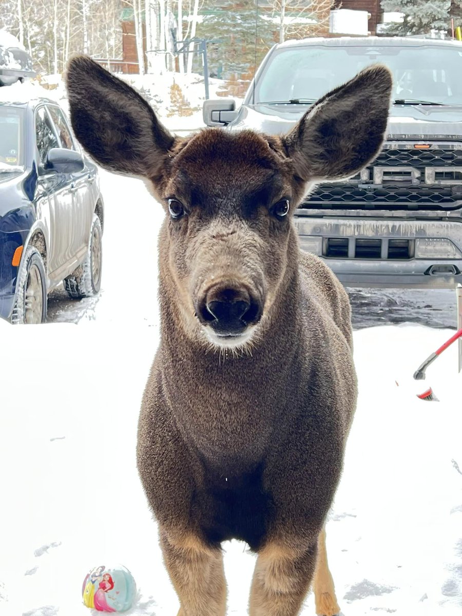 CPW_SW's tweet photo. ⚠️ Deer shouldn't be on your doorstep begging for food.

San Miguel County's Sarah Tyler shared images of this mule deer in her neighborhood where residents are feeding it fruit and vegetables and it's accessing bird feeders. This creates a danger to the deer and humans. https://t.co/BKywImW43o