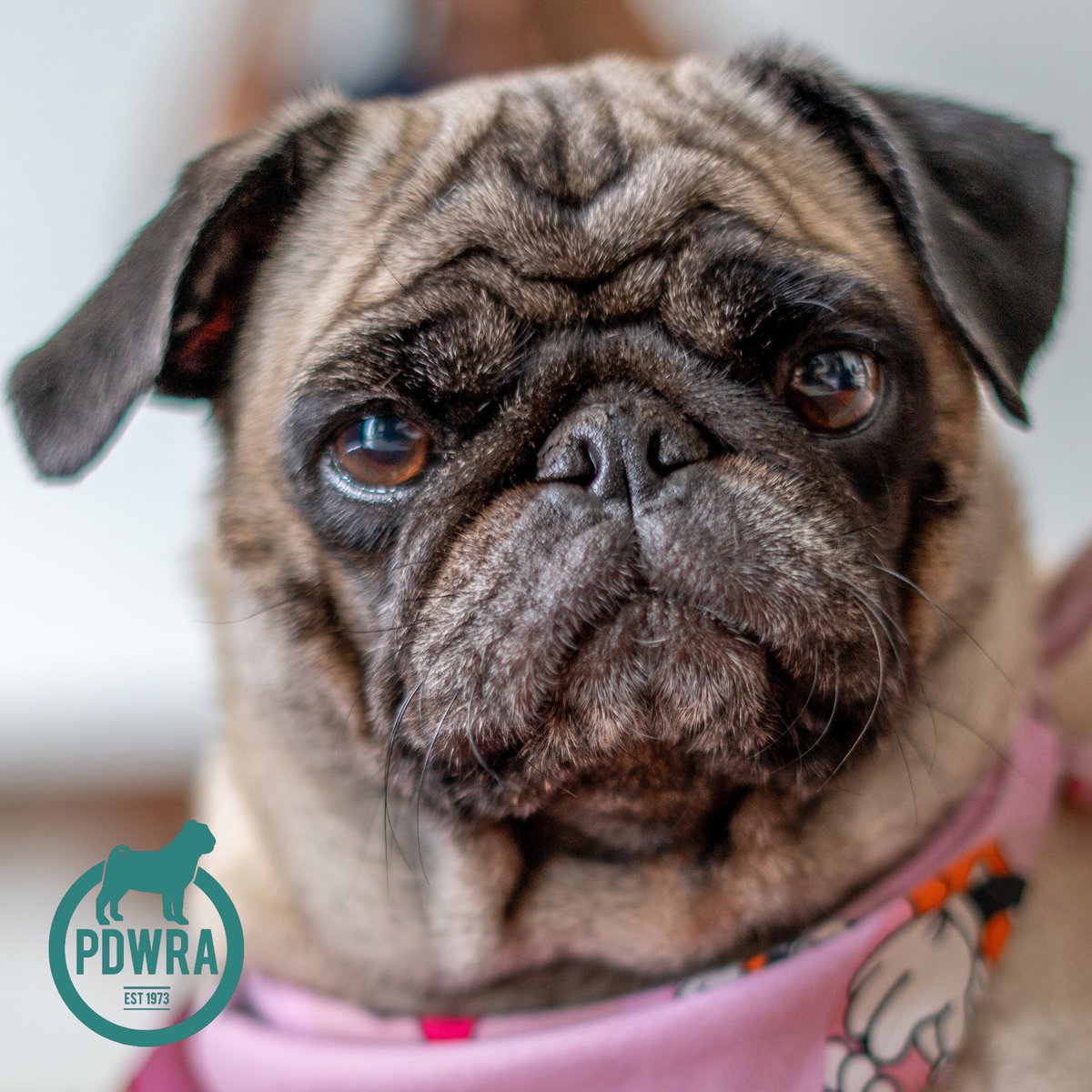 If you'd like to donate to the PDWRA, however large or small, just visit our website where you’ll find all the info on the various ways you can help. Thankyou! – ecs.page.link/NqPCS #pdwra #pugwelfare #fundraising #pugcharity #pugsinneed #pugrescue #friendsofwelfare #pug