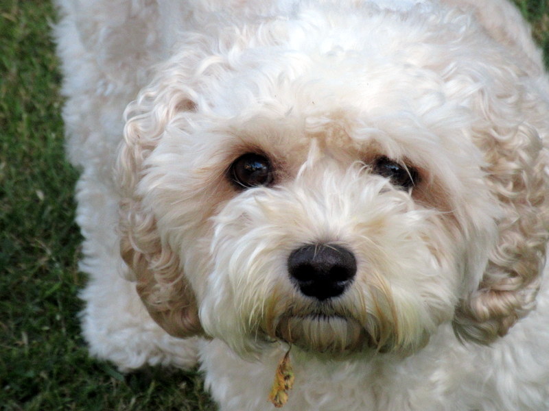 Archie and Lazy Sunday tweet media