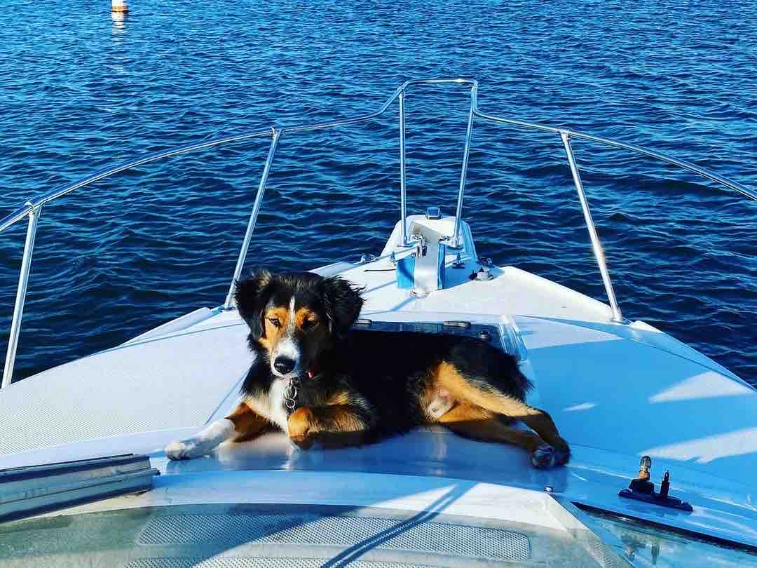 HHMarina's tweet photo. #woofwednesday #DogsInInstagram, #HuntingtonDogBeach #Repost 

Always a good day on the boat #dogboatlife #miniaussie #miniastralianshepherd #Max #puppy #puppiesofinstagram https://t.co/s1l895cJca