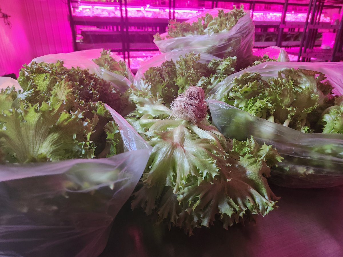 Spudshacks's tweet image. harvesting our leafy lettuce. Our clients and restaurants happy with this delicious crunchy lettuce.