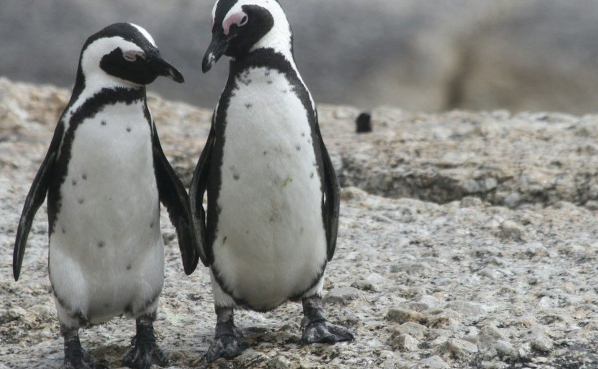 Grist is looking for stories about people meeting their significant others/important friends while participating in climate action. Tell us your story! gristorg.typeform.com/to/vV3JRbPg