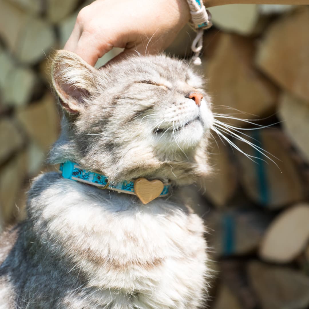 pettsie_com's tweet photo. Love purr-sists! This Valentine's Day, share the love with your feline friend by matching with Pettsie's adorable cat collar and bracelet set. Because true love knows no species! πΎβ€οΈ
#pettsie #catvalentine #catcollar #kittencollar #kittycollar #kittycollars #breakawaycollar https://t.co/dYOI7tUzB9