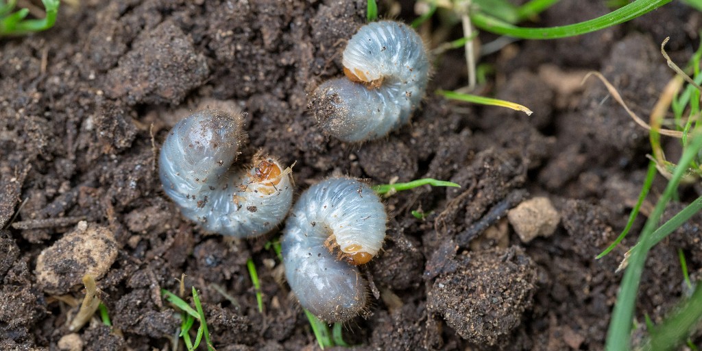 FreeSprayOH's tweet image. These pests are tiny, but mighty! 😥

A grub infestation will easily destroy your lawn before you know it! The best way to prevent this from happening is to destroy the eggs before they ever hatch. ⚔️

Sign up for #grubcontrol treatments! 👍 (419) 495-6567
freespray.com/grub-control/