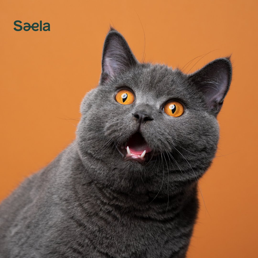 Cats are not just adorable companions; they're natural-born pest controllers. Give your kitty a pat for being a superhero in disguise. 🦟🚫

 #saelapestcontrol #saela #cats #pestfree