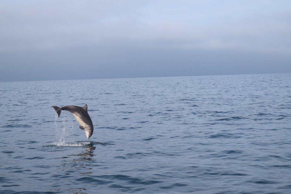 MadisonSait's tweet photo. I won the @BDMLR Devon Photo Contest with my photo of a bottlenose dolphin calf breaching! I took this photo in Cardigan Bay whilst on my internship with @SeaWatchersUK. Thank you to the judges for choosing my photo out of all the other amazing entries🐬 https://t.co/ldG2Eo1cbD