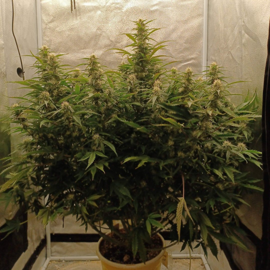 Baked Bomb Auto

Autoflower version of our sweet-tasting Baked Bomb. Easier to grow and faster finishing (min. 10 weeks) whilst still retaining the strength and vigorous growth of a photoperiod.

📷 Roberts

#bombseeds #bakedbombauto #cannabiscommunity #autoflower #cannabisgrow