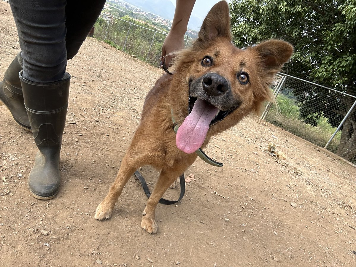 ayudemosapluto's tweet photo. My beautiful and sweet #BobbyAP πβ£οΈ We continue looking for support to be able to buy food, we already opened the last bag we had left and it only lasts 2 days π We are missing $112.60 to achieve it, all donations will be matched. We count on you to continue π€π»πΎπΎ https://t.co/mjJBn0E3Zy
