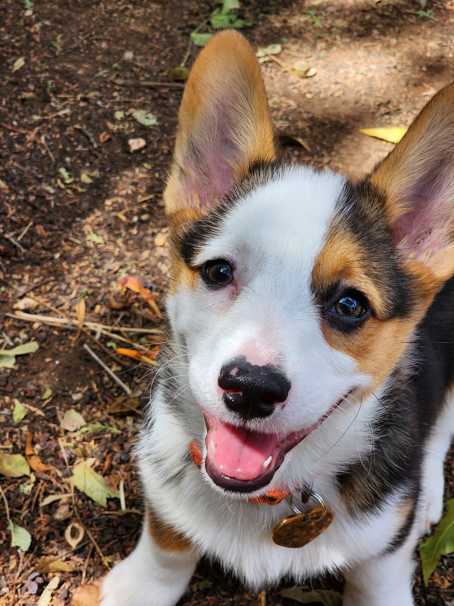 SphinxDark's tweet image. My sweet puppy Faye ❤️