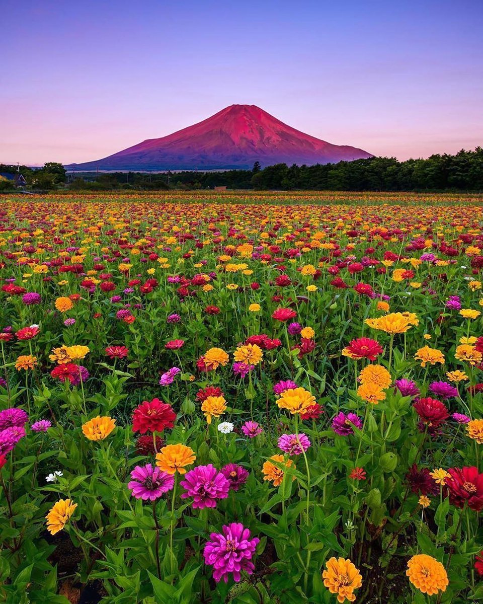 Blooming landscapes of Japan 💐🌸🌼 📸 ohmygod1012 #fujimountain #japan #fuji #mountfuji #fujisan #tokyo #japantrip #travel #japantravel #mtfuji #kawaguchiko #travelphotography #landscape #art #sakura #mountains #photography #fujiyama #painting #yamanashi #bnw #instagood