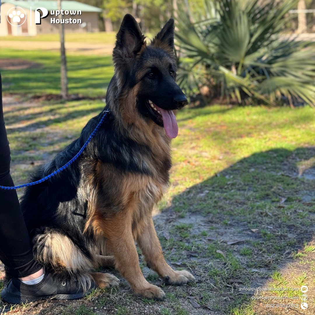 PuptownHouston's tweet photo. Dogs undergo training for public access to ensure they behave appropriately in various settings.

This training helps them remain calm and focused amidst distractions, fostering good behavior and safety for both your dog and you.

Through consistent practice and positive reinforcement, your dog can learn to navigate public spaces with confidence and obedience.

Contact us:
https://t.co/IlptBuyPgR
832-930-0073
info@puptownhouston.com

#houstondogs #germanshepherd #houstondogtraining #houstondogtrainer #dogtraininghouston #dogtraininghoustontx #puppytraininghouston #houstondogtrainer #dogtrainerhouston