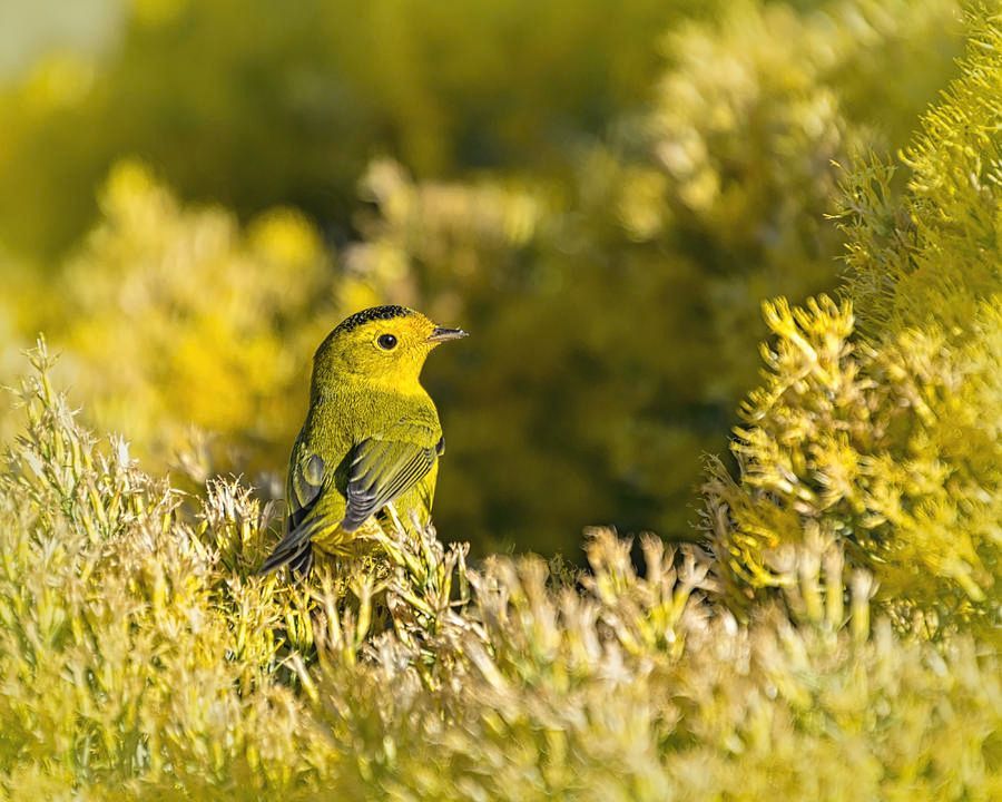 DebraMartz's tweet photo. Warbler on Blooming Rabbitbrush by Debra Martz 

AVAILABLE-HERE>https://t.co/RFSPhhiiWD

#yellow #warbler #nature #rabbitbrush #WilsonsWarbler #photography #PhotographyIsArt #BuyIntoArt https://t.co/DdRybWlxjw