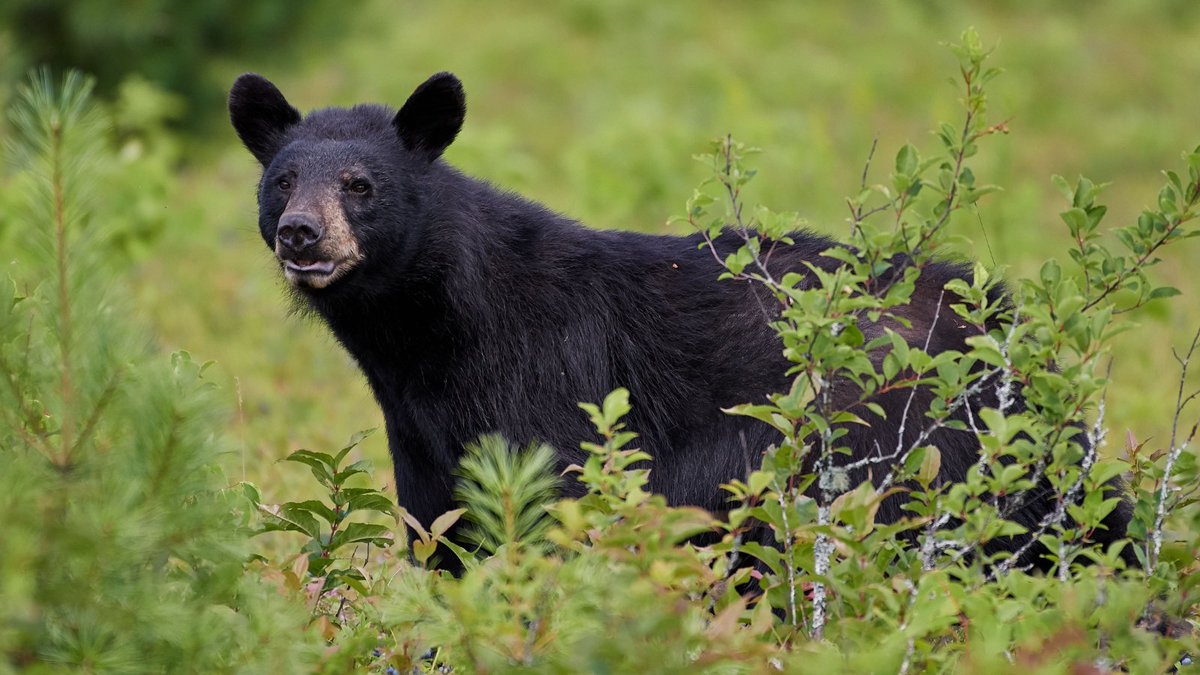 _HaltonHills's tweet image. Keep an eye out, #HaltonHills! A black bear sighting took place on Saturday, January 27, on the Hungry Hollow trail near the Mountainview Road Bridge🐻 Remember, safety first! If you spot anything, report it at 1-866-514-2327. #StaySafe #StayAlert 🚨