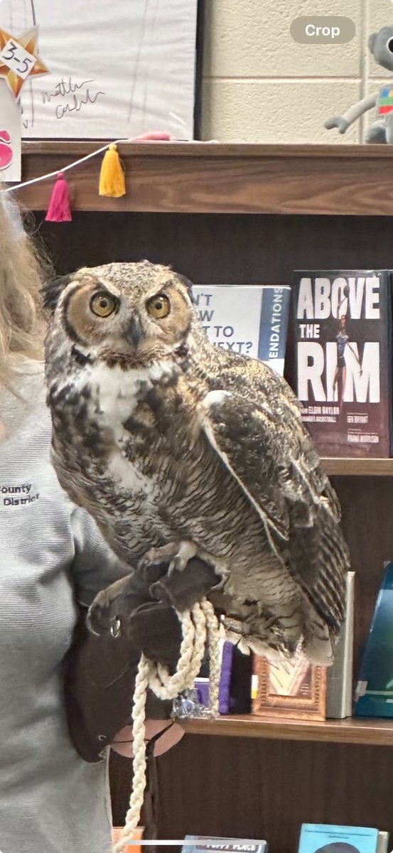 McHenry County Owls of Illinois presentation today #ccs118life #d118life <a href="/CottonCS118/">Cotton Creek School</a>