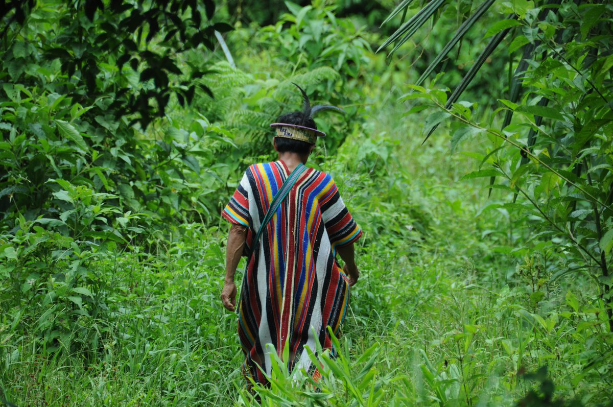 chirapaqoficial's tweet photo. Gravísima llamada de atención al #Perú 🇵🇪 desde Naciones Unidas. Relator Especial sobre Derechos de #PueblosIndígenas @RelatorDd señala que modificación de la Ley Forestal alimenta impunidad de actividades ilegales en bosques y exacerba violencia contra defensores indígenas. 1/5 https://t.co/XwVkBAxvyg