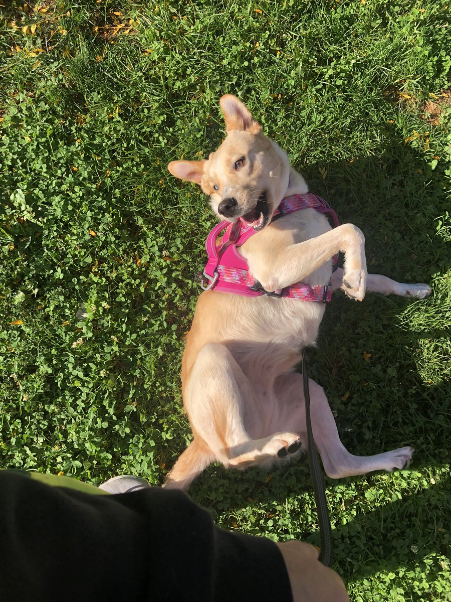 askcynbun's tweet photo. Making the official post about the newest piece of my life. Adopted Rose into my life and shes been a joy to have and watch settle in! Many more posts on my pup to come! https://t.co/LgrxxGGepI