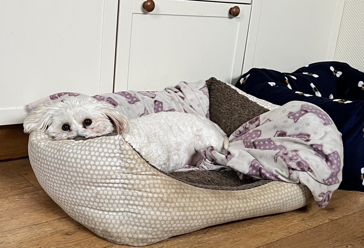 BraveWinston's tweet photo. Squad please meet Theo. He’s joined the cray cray corral! He came from an abusive household but now he’s safe and happy! RaaAaAaa #ZSHQ https://t.co/TPKxGZYCIY