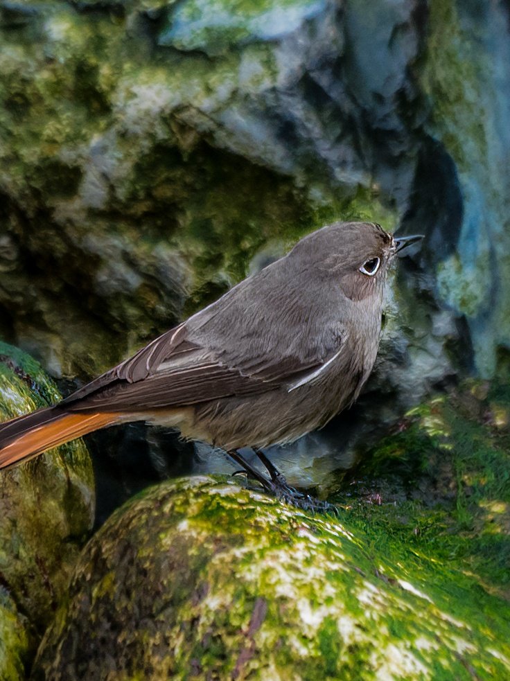 #blackredstart #PortlandBill today despite terrible weather this guy was finding food amongst the rocks and sea weed ! @RSPBDorset